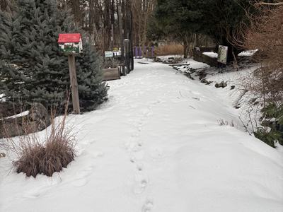 snow covered path in a garden
