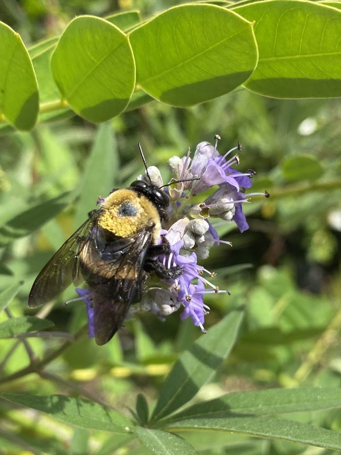 bee on a flower