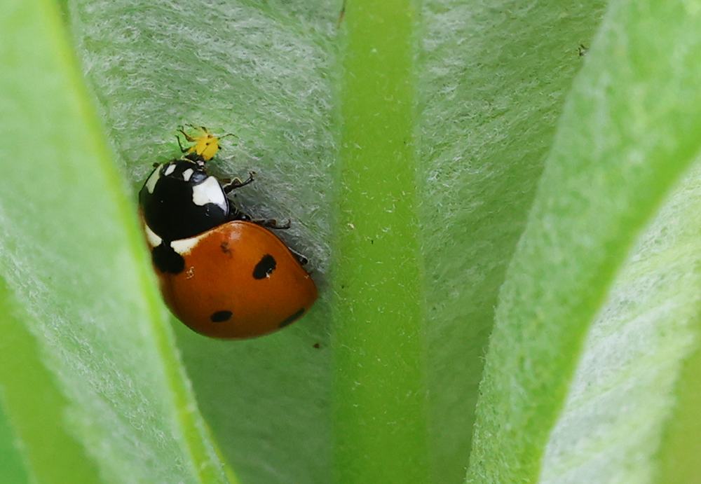 Lady beetle feeding on aphid on milkweed