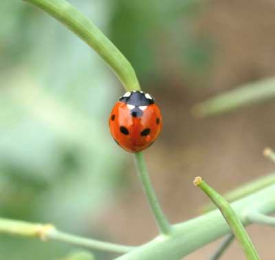 seven-spotted lady beetle (Coccinella septempunctata) on brassica seed pods