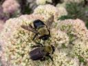 bees on flowers