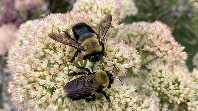 bees on flowers