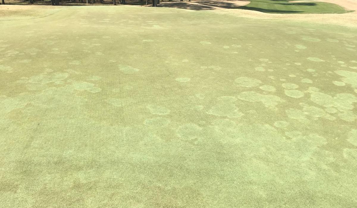 What the Patch is That! - Turf Pathology | NC State Extension