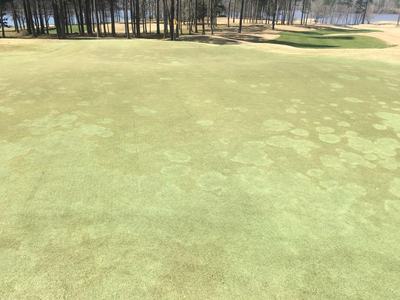 Take all root rot on turf