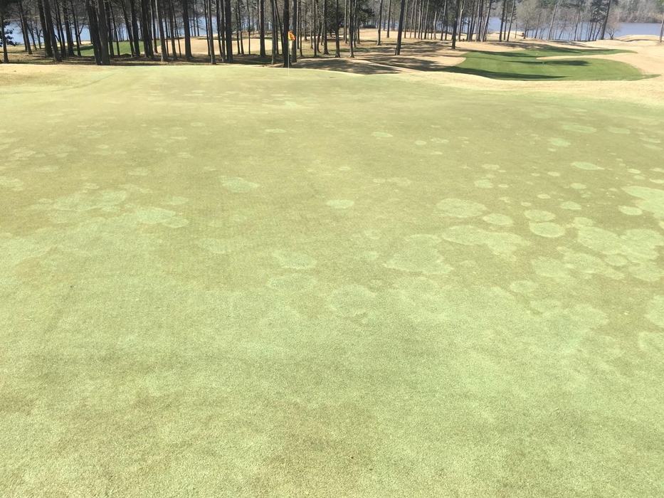 Take all root rot on turf