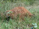 Fire ant mound in a field