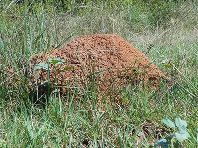 Fire ant mound in a field