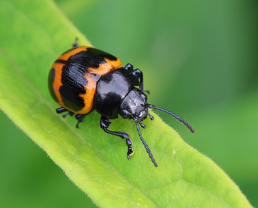Milkweed leaf beetle on milkweed