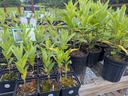 Multiple containers of two different sizes containing milkweed plants.