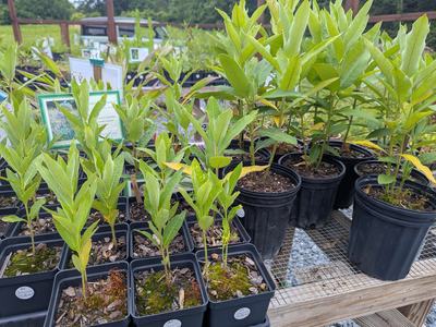 Multiple containers of two different sizes containing milkweed plants.