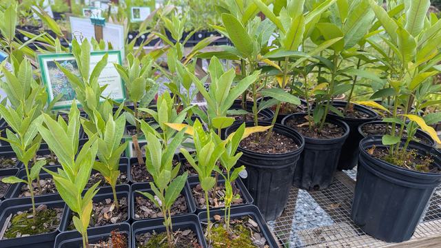 Multiple containers of two different sizes containing milkweed plants.