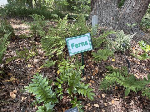 up-close of ferns at the base of a tree with a white sign with green letters that says ferns