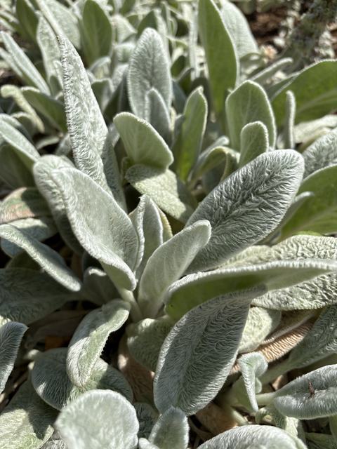 up-close of lamb's ear plants