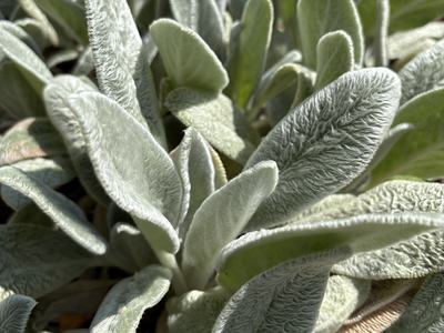 up-close of lamb's ear plants