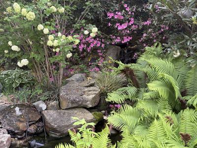ferns and other plants surrounding a small goldfish pond