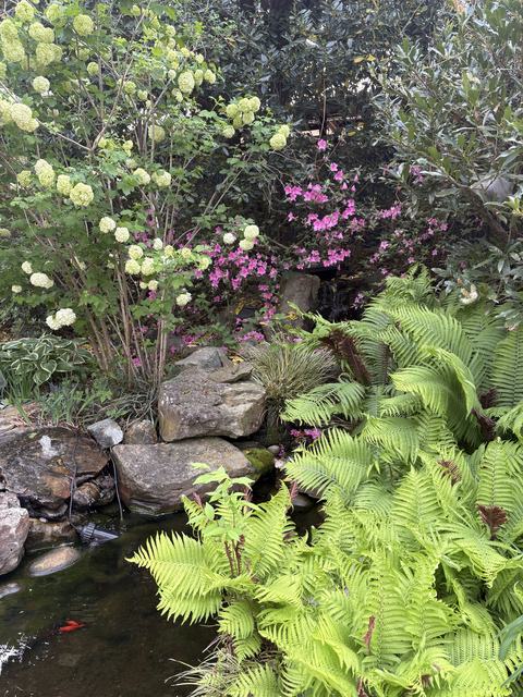 ferns and other plants surrounding a small goldfish pond