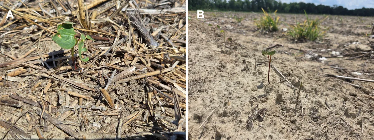 Figure 3. (A) Asiatic garden beetle feeding damage compared to (B) deer which feed directly on the plants, removing the terminal growing point and entire leaves.