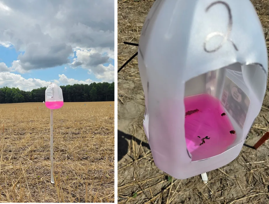 Figure 6. Antifreeze milkjug trap used to monitor flight of Asiatic garden beetles. Each trap consists of a 4 ft plastic fence post with a milkjug with a large hole cut in each non-handle side and ziptied to the post.