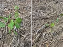 Figure 2. Asiatic garden beetle feeding starts on the leaf edges and moves inward, resembling other leaf eating pests.