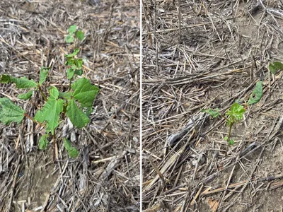 Figure 2. Asiatic garden beetle feeding starts on the leaf edges and moves inward, resembling other leaf eating pests.