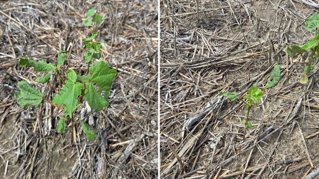 Figure 2. Asiatic garden beetle feeding starts on the leaf edges and moves inward, resembling other leaf eating pests.
