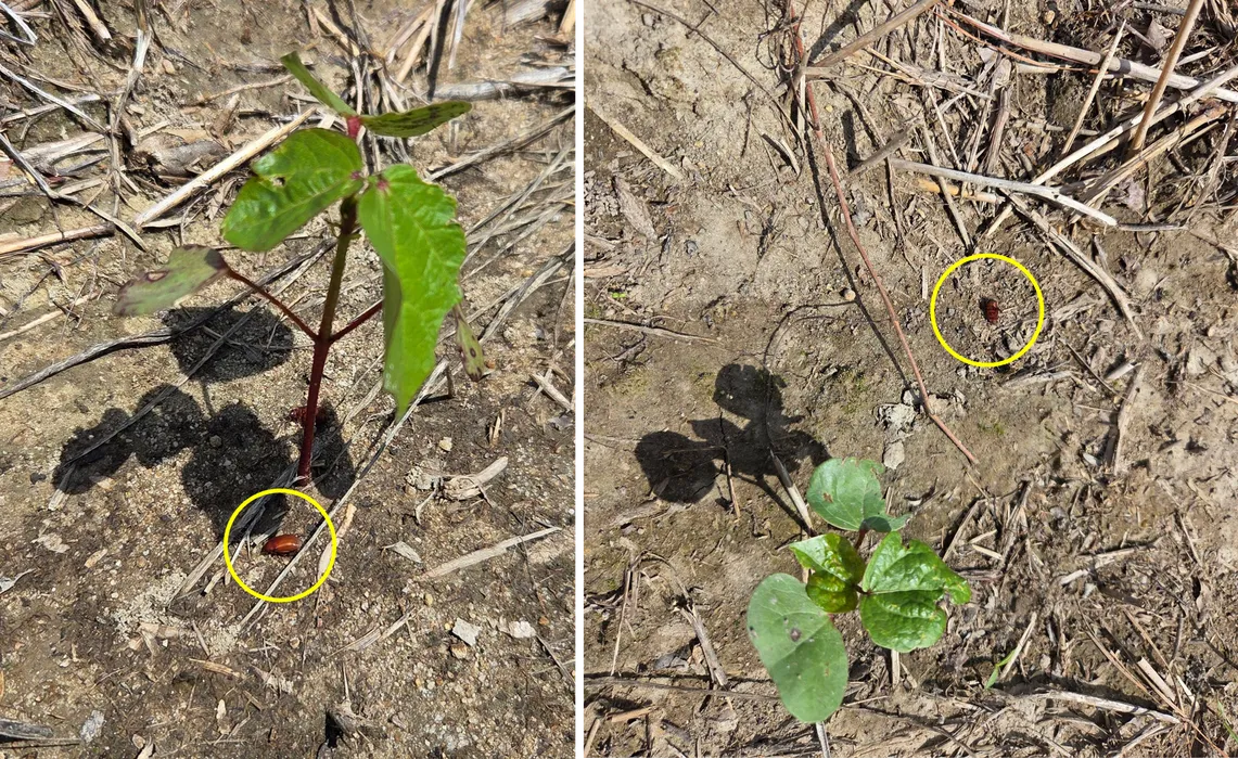 Figure 4. Asiatic garden beetles that feed on insecticide treated leaves are found lying dead on the ground in the daytime instead of hiding beneath the soil surface.