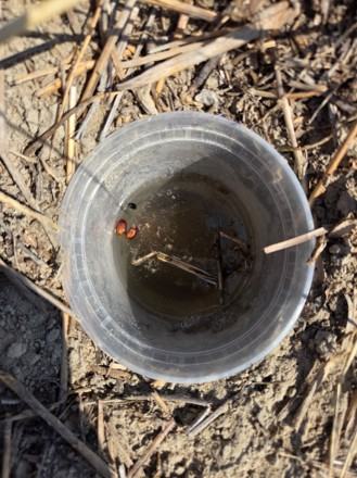 Figure 5. Pitfall traps (deli container filled with soap water is placed in the ground so rim is flush with soil surface) used to detect Asiatic garden beetle emergence from soil on May 18, 2026.