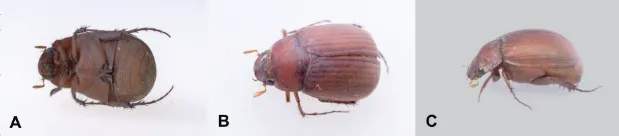Figure 1. Asiatic garden beetle (A) ventral, (B) dorsal, and (C) lateral views.