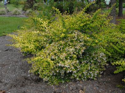 A shrub with leggy growth and light green leaves. Small white blooms.