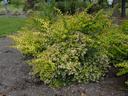 A shrub with leggy growth and light green leaves. Small white blooms.