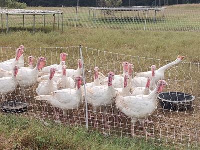 Acorn acres goose guard.