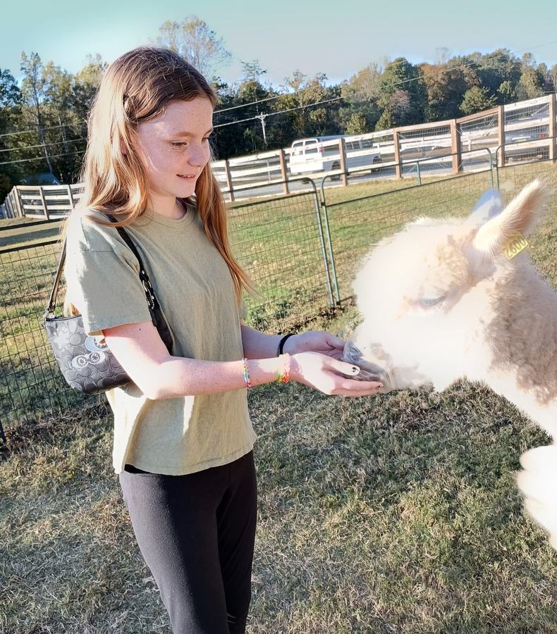 Clover Explorer club member feeds an alpacha