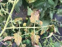 Tomato Wilt Virus