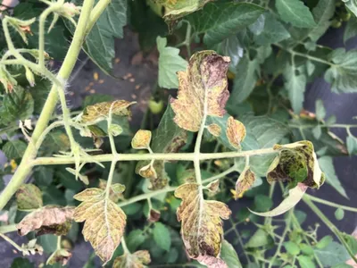 Tomato Wilt Virus