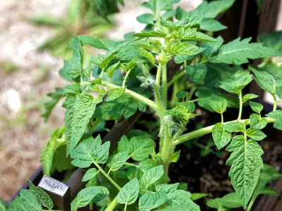 Tomato Plant
