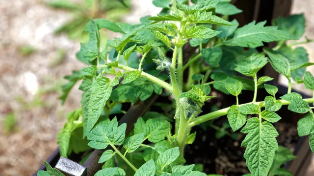 Tomato Plant