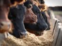Beef Cattle Eating Gran