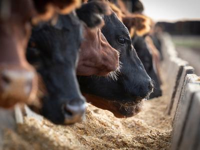 Beef Cattle Eating Gran