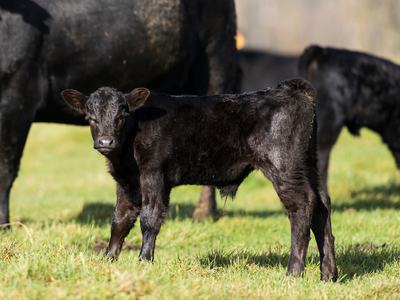 Cow standing beside of her young calf