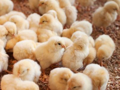 Yellow baby chicks
