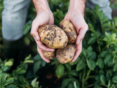 person holding harvested potatoes