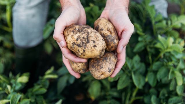 person holding harvested potatoes