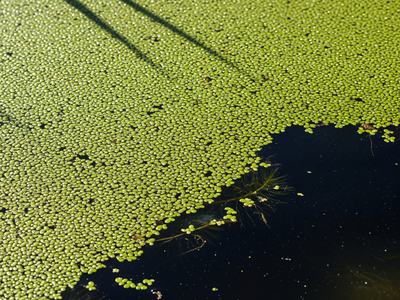 Up close duckweed weed floating in pond.