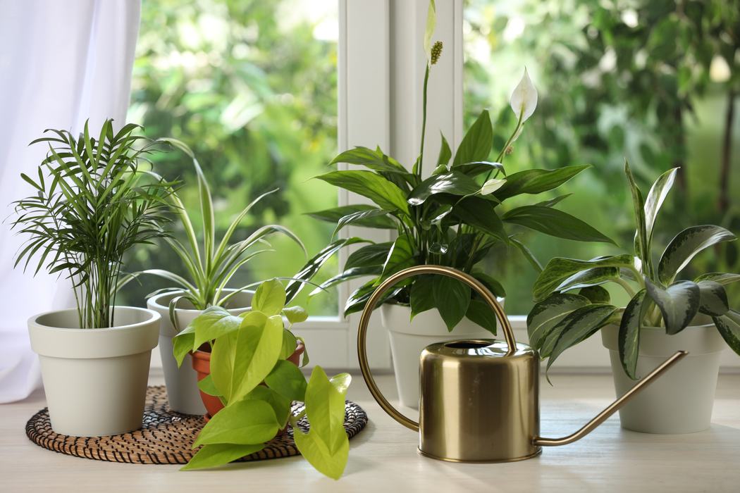 A selection of houseplants on a windowsill, along with a brass watering can.