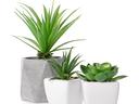 Three houseplants in white ceramic pots.