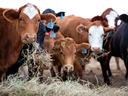Cows eating hay