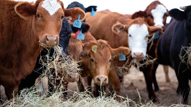 Cows eating hay