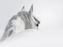 Grey Horse