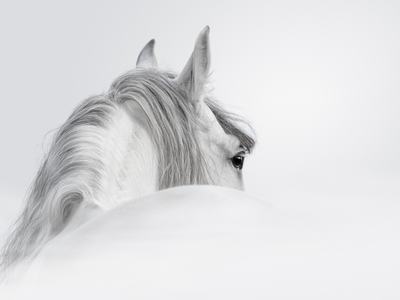 Grey Horse