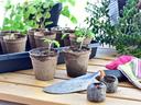 Tray of brown peat cups with seedlings, a shovel, one pair of gardening gloves.